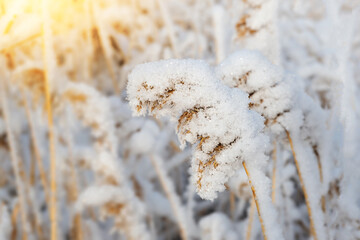 Snow-covered reeds in a winter field. Hoarfrost plant
