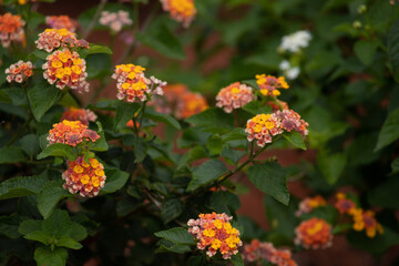 Colorful lantana garden. Selective focus on multicolored flowers at sunshine. Positive emotions.