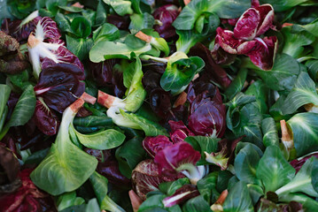 Fresh vegetable leaves of corn salad. Background from green lettuce.