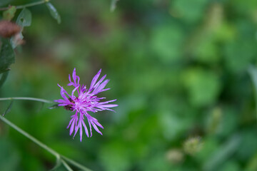 Solitary purple flower