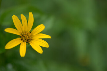 yellow flower in the wild