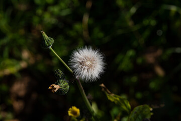 Flower dandelion on a beautiful summer day