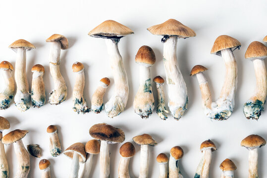7 Best Magic Mushroom Strains For Therapy - Psychedelic Today Blue Meanies For Depression And Anxiety Relief