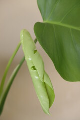 Close up of Monstera Borsigiana with big leaf.