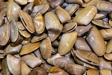 View of Texture of clams (coquina)