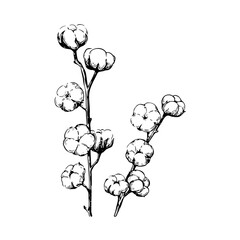 Cotton plant and flower. Hand drawn black and white set. Vector illustration in sketch ink style. For textille, fabric