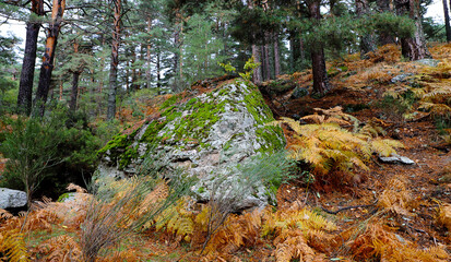 paisaje de otoño 