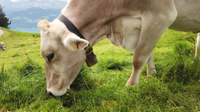 white cow without horns grazing in alpine meadow along Rigi-Scheidegg railway trail by the Swiss Alps, Schwyz basin, Lake Lucerne. Unterstetten village in Canton of Lucerne, Central Switzerland.
