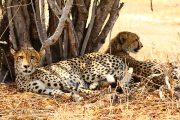 Pair of cheetahs lying in the shade in Ruaha National Park, Tanzania.