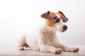 Jack russell terrier dog portrait in sunglasses on white background