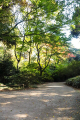 Fototapeta premium 木々 森 道 グリーン 自然 きれい 美しい