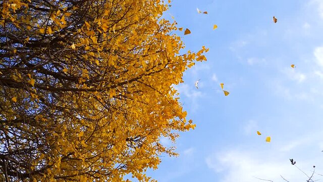 Low angle view of flying golden ginkgo biloba leaves with blue sky and ginkgo forest background, slow motion b roll footage.