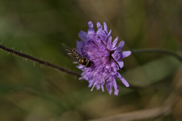 Acker-Witwenblume mit Schwebfliege, Nahaufnahme