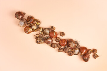 Spring gardening flat lay. Flower bulbs on beige pastel background. Home gardening. Floriculture. Top view.