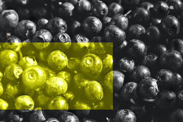 Illuminating yellow berry on blueberry background.. a lot of blueberries. one is not like everyone else