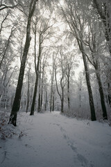 winter forest landscape with path in snow
