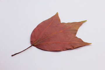 Red three-pointed maple leaf on a white background