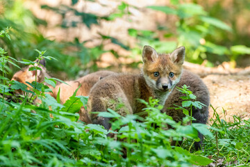 Obraz premium Rotfuchs (Vulpes vulpes), Jungfüchse