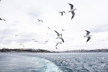 View of Istanbul and seagulls from a ship, Turkey