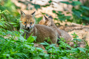 Rotfuchs (Vulpes vulpes), Jungfüchse