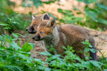 Rotfuchs (Vulpes vulpes), Jungfüchse