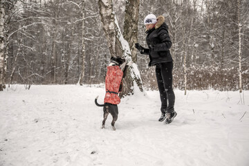 A girl and a dog are jumping in the snow. Winter beautiful forest. Cold. It's snowing