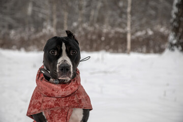 Portrait of a beautiful black and white dog on a background of a winter forest. American staffordshire terrier