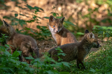 Rotfuchs (Vulpes vulpes), Jungfüchse