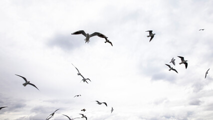 Seagulls flying in the sky