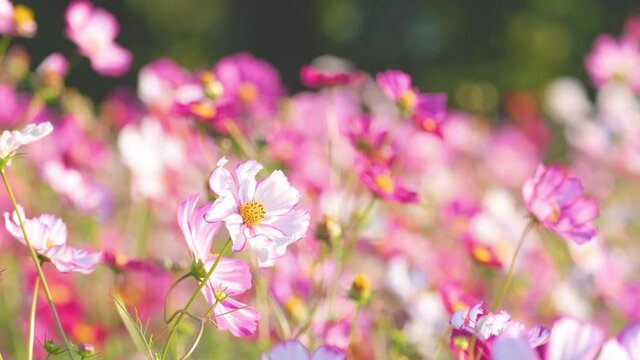 Cute Pink Cosmos Flowers Blooming and Blowing with The Wind in A Botanical Garden in The Afternoon in Autumn or Fall, Blossom Image, Nobody