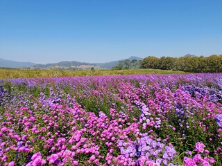 Fototapeta premium field of colorful flower view