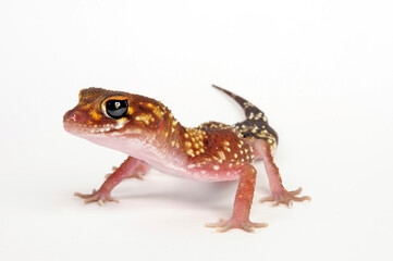 Thick-tailed gecko // Australischer Dickschwanzgecko (Underwoodisaurus milii)