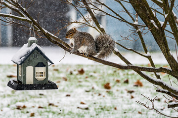 Squirrel Feeding at a Bird House in the Snow
