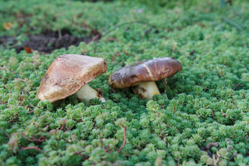 Two edible mushrooms in moss at the forest.