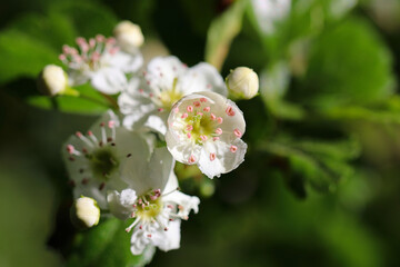 Nahaufnahme einer Blüte der sehr seltenen Naturheilpflanze zweigriffeliger Weißdorn 