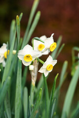 Obraz premium 咲き乱れるスイセンの花