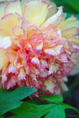 Yellow and orange flower of a peony plant