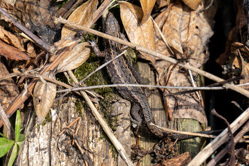 lizard