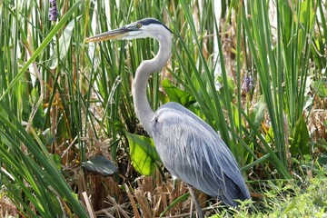 great blue heron ardea cinerea