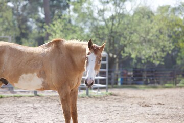 horse in the field