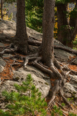 Pines growing on rocks and stones.