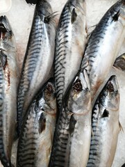 Obraz premium fresh fish on ice