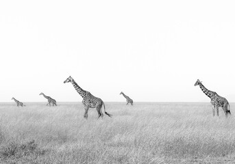 A group of giraffes met in the middle of the day - Serengeti National Park, Tanzania