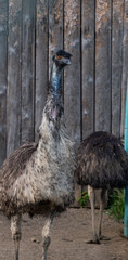 Dromaius novaehollandiae. 
ostrich Emu.  big bird in the zoo