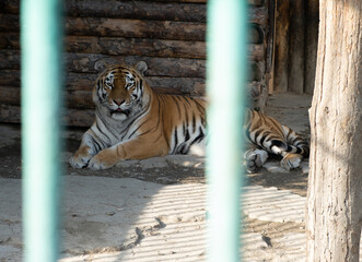 Big beautiful tiger behind bars in the zoo