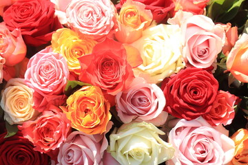 Colorful wedding roses