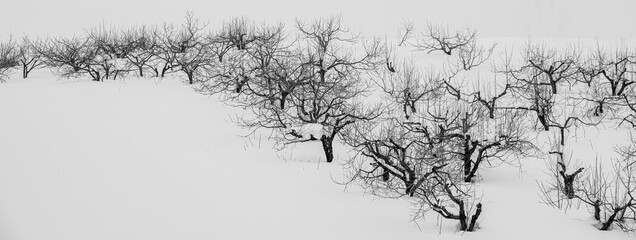 Hokkaido: fruit trees in winter