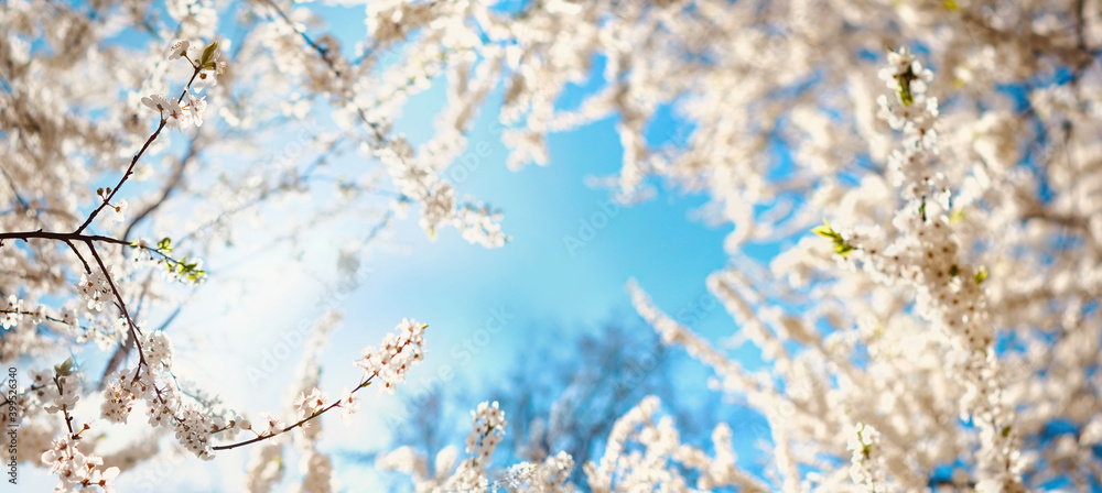 Poster beautiful blooming spring blurred nature background. branches of blossoming tree with soft focus on 