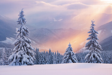 Fototapeta na wymiar Winter forest. Sun rays enlighten the meadow with trees. High mountain. Natural landscape. Free space for text. Snowy wallpaper background. Touristic resort.