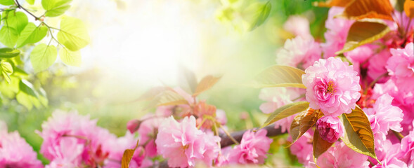 Colorful spring background with frame of pink cherry blossoms and green foliage in beautiful sunlight outdoors in nature with soft focus. Flowering tree sakura close-up macro, wide panoramic format.